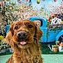 dog, golden_retriever, tongue_out, chain_collar, vintage_truck, blue_truck, flowers, spring, easter_eggs, outdoor, green_grass, decorations, cute, pet, animal, portrait, nature, colorful, background, happy