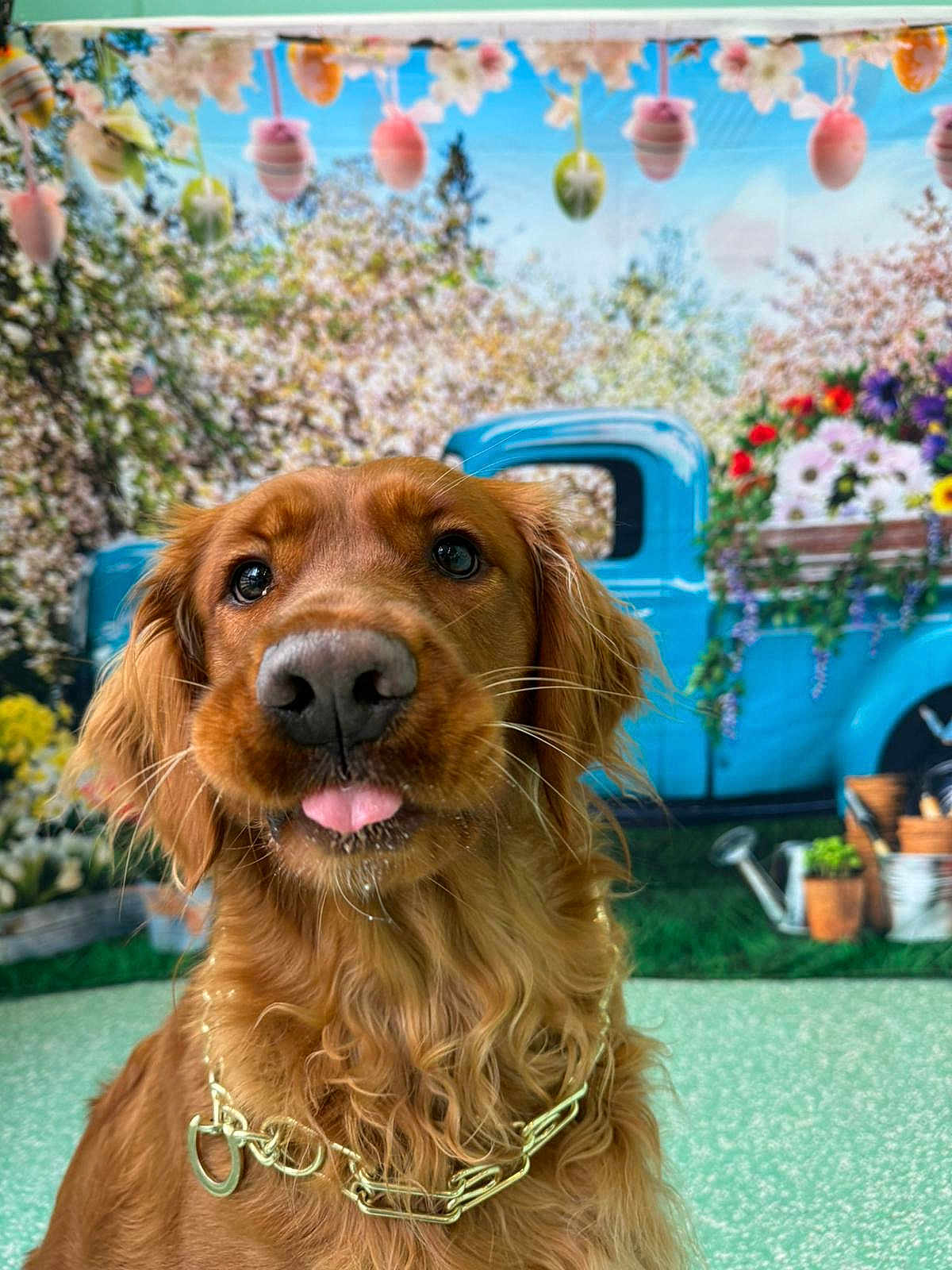 Leila is registered to the contest to win money with this photo: dog, golden_retriever, tongue_out, chain_collar, vintage_truck, blue_truck, flowers, spring, easter_eggs, outdoor, green_grass, decorations, cute, pet, animal, portrait, nature, colorful, background, happy