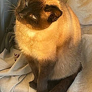 Sunny is registered to the contest to win money with this photo: cat, siamese_cat, pet, animal, feline, fur, blue_eyes, sitting, blanket, cozy, indoors, sunlight, warm_light, portrait, cute, looking_up, whiskers, tail, domestic_animal, relaxed