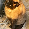 cat, siamese_cat, pet, animal, feline, fur, blue_eyes, sitting, blanket, cozy, indoors, sunlight, warm_light, portrait, cute, looking_up, whiskers, tail, domestic_animal, relaxed