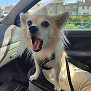 Romy a rejoint le concours — aidez-le/la à gagner de superbes lots ! animal, blue_sky, buildings, car, car_interior, daytime, dog, dog_carrier, ears, excited, fluffy, fur, happy_dog, leash, open_mouth, pet, seat, small_dog, sunlight, window