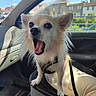 animal, blue_sky, buildings, car, car_interior, daytime, dog, dog_carrier, ears, excited, fluffy, fur, happy_dog, leash, open_mouth, pet, seat, small_dog, sunlight, window