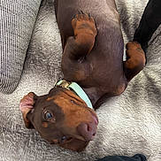 Bobby a rejoint le concours — aidez-le/la à gagner de superbes lots ! animal, blanket, canine, collar, companion, cozy, curious, cute, doberman, dog, fur, indoor, lying_down, paw, pet, playful, puppy, relaxed, resting, soft_texture