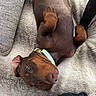 animal, blanket, canine, collar, companion, cozy, curious, cute, doberman, dog, fur, indoor, lying_down, paw, pet, playful, puppy, relaxed, resting, soft_texture