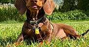 Bobby a rejoint le concours — aidez-le/la à gagner de superbes lots ! animal, canine, collar, cute, dachshund, dog, grass, greenery, leafy_trees, lying_down, nature, outdoor, pet, playful, puppy, summer, sunlight, sunny, tongue_out, young_dog