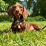 animal, canine, collar, cute, dachshund, dog, grass, greenery, leafy_trees, lying_down, nature, outdoor, pet, playful, puppy, summer, sunlight, sunny, tongue_out, young_dog