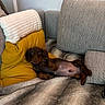 Bobby a rejoint le concours — aidez-le/la à gagner de superbes lots ! animal, blanket, brown_dog, couch, cozy, cushion, cute, dachshund, dog, ears, fur, home, indoor, living_room, nose, paw, pet, puppy, relaxing, sleepy