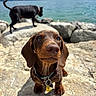 Bobby participe au concours pour gagner de l'argent avec cette photo : animal, black_dog, canine, collar, curious, dachshund, daytime, dog, lake, landscape, mountains, nature, outdoor, pet, portrait, puppy, rocks, sky, sunlight, water