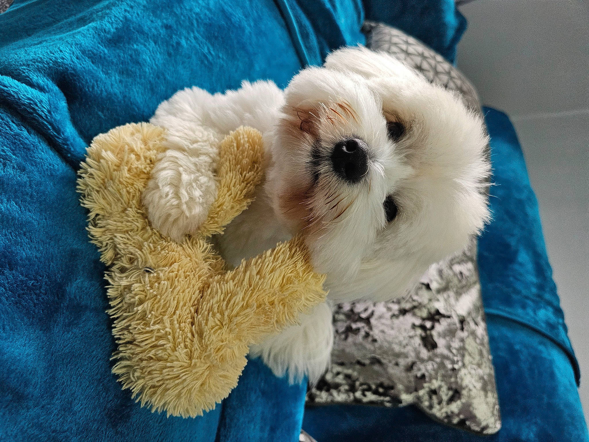 Harley is registered to the contest to win money with this photo: blue, canidae, carnivore, companion_dog, dog_breed, electric_blue, fawn, fur, linens, plush, sporting_group, stuffed_toy, sunglasses, teddy_bear, terrestrial_animal, textile, toy, toy_dog, wool, woolen