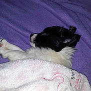 Chloe joined the competition — help win amazing prizes! cat, sleeping, black_and_white, pet, animal, fur, whiskers, ears, paws, blanket, purple, white, cozy, indoors, bed, resting, curled_up, cute, nap, portrait