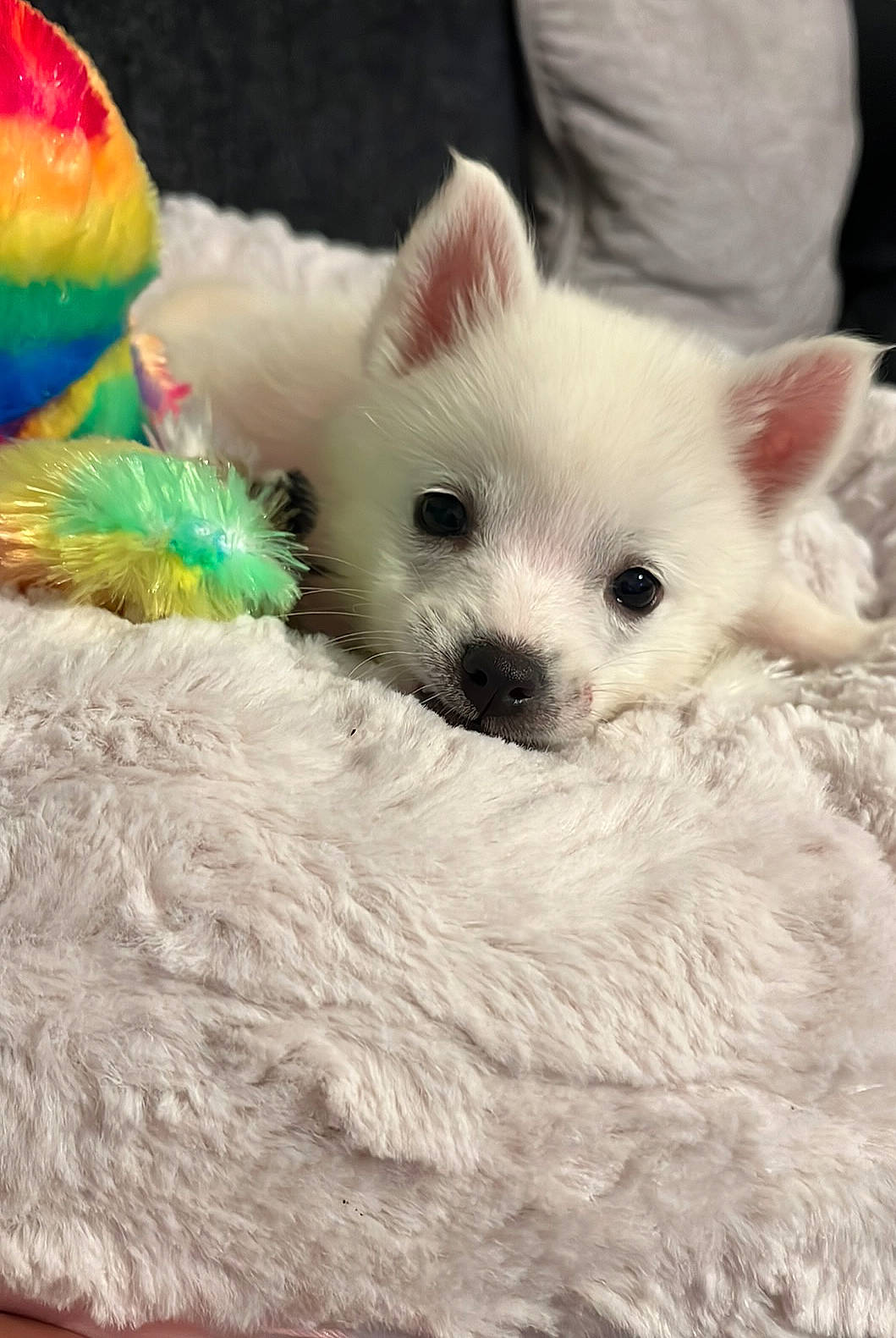 Boo joined the competition — help win amazing prizes! ancient_dog_breeds, canidae, carnivore, companion_dog, dog, dog_breed, event, eyelash, fawn, felidae, fur, non_sporting_group, pattern, puppy, small_terrier, snout, terrestrial_animal, toy_dog, whiskers