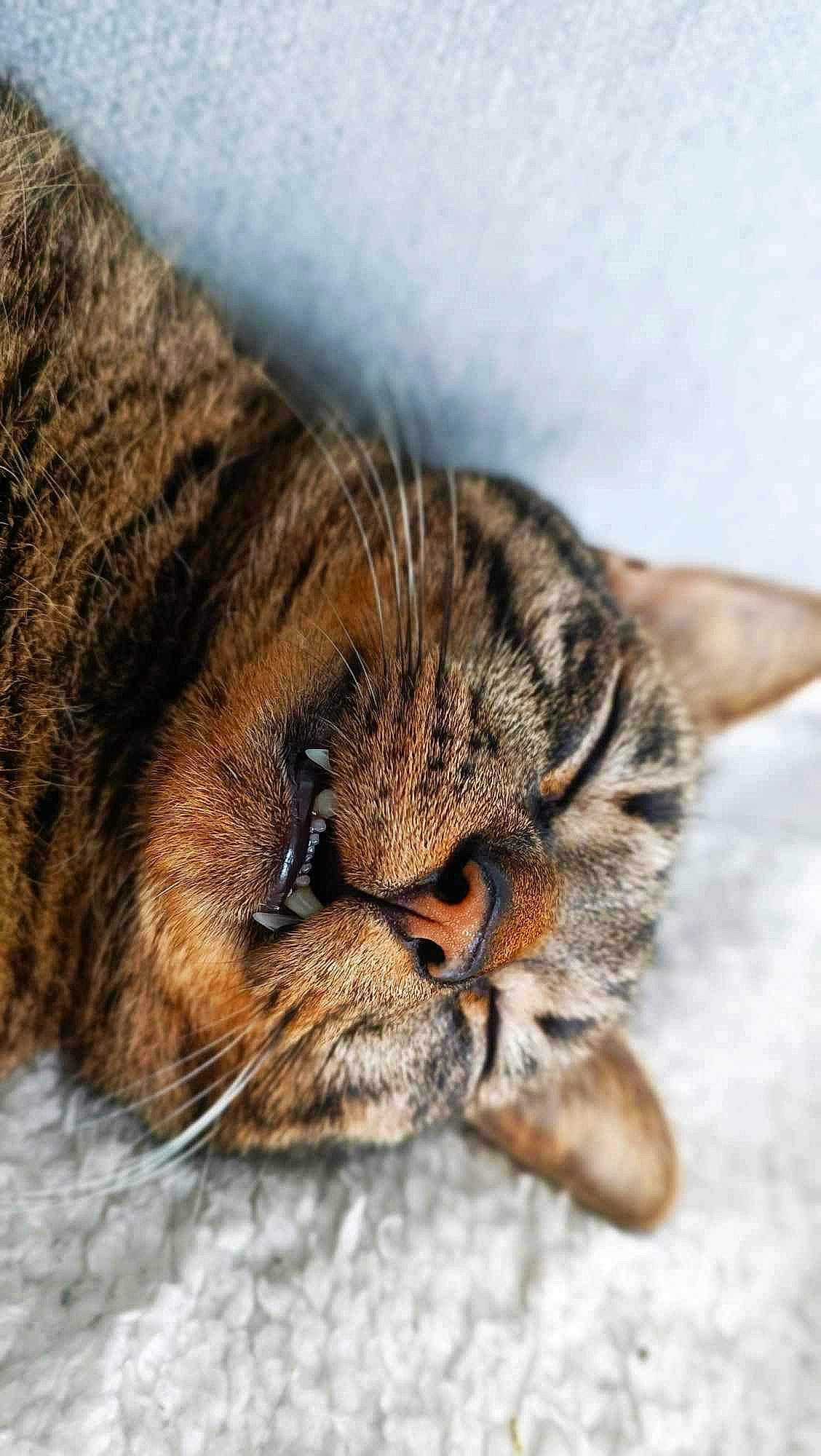 Floky participe au concours pour gagner de l'argent avec cette photo : carnivore, cat, claw, close_up, comfort, domestic_short_haired_cat, ear, eye, fawn, felidae, fur, nap, paw, small_to_medium_sized_cats, snout, tail, terrestrial_animal, whiskers, wildlife, wood