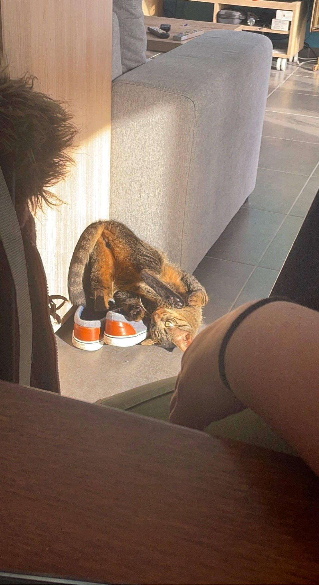 Floky a rejoint le concours — aidez-le/la à gagner de superbes lots ! art, flesh, floor, flooring, foot, fur, human_leg, room, sitting, table, tableware, tail, thigh, toy, visual_arts, wood