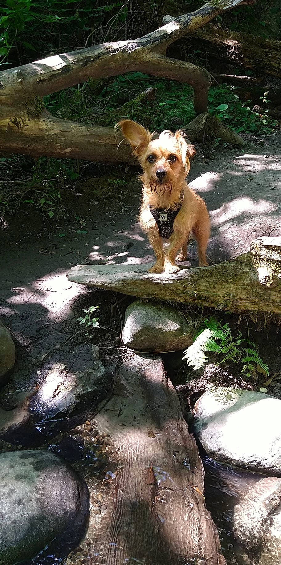 Magnificent Molly joined the competition — help win amazing prizes! adventure, canidae, carnivore, companion_dog, dog, dog_breed, fawn, grass, landscape, plant, puppy, rock, snout, soil, sporting_group, tail, terrier, walking, water, working_animal