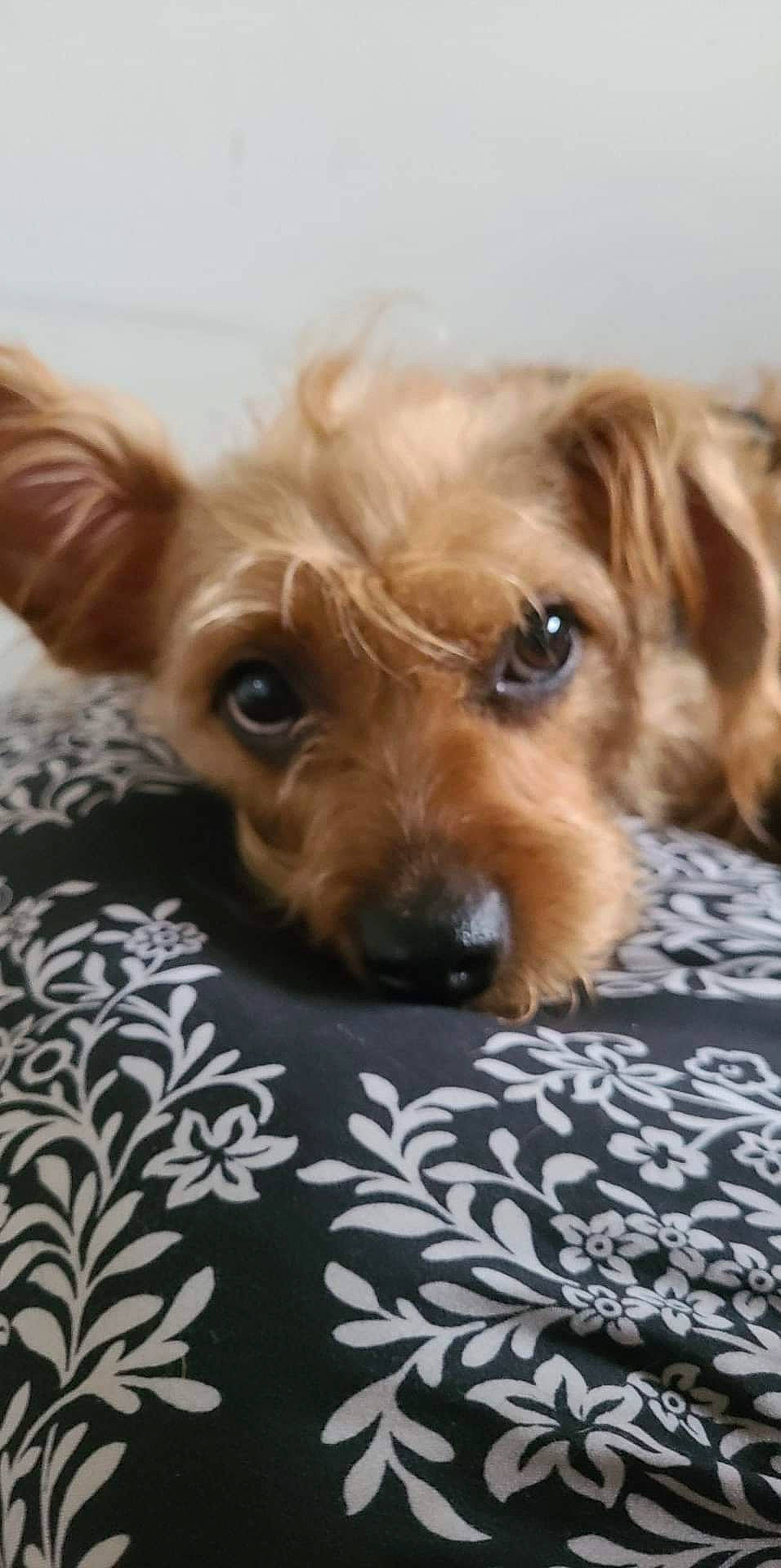 Magnificent Molly is registered to the contest to win money with this photo: canidae, carnivore, companion_dog, dog, dog_breed, dog_supply, fawn, fur, liver, maltepoo, puppy, small_terrier, snout, sporting_group, terrier, toy_dog, whiskers, working_animal, yorkipoo