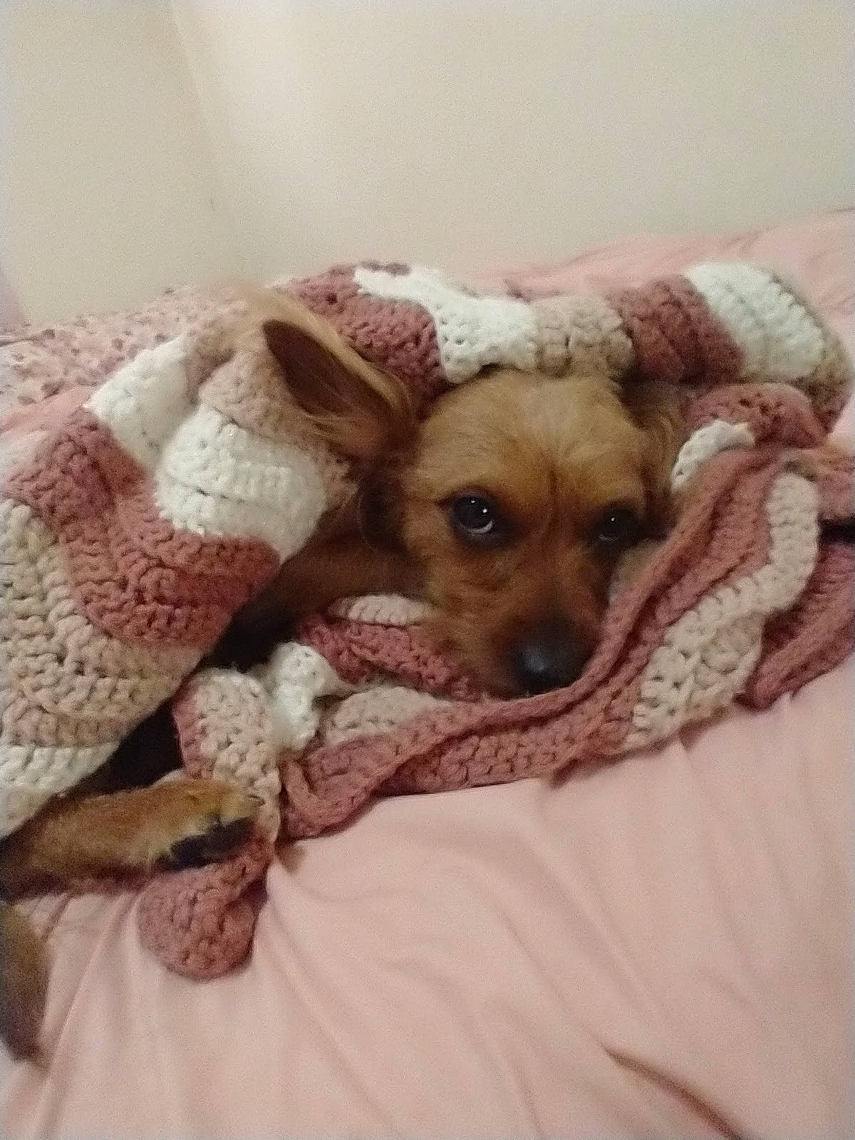 Magnificent Molly is registered to the contest to win money with this photo: bed, bedding, carnivore, comfort, companion_dog, couch, dog, dog_breed, ear, eye, fawn, fur, linens, nap, paw, pillow, snout, toy_dog, whiskers, working_animal