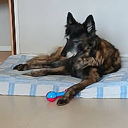 Gwen participe au concours pour gagner de l'argent avec cette photo : dog, canine, pet, bed, mattress, toy, chew_toy, blue_red_toy, paw, fur, ears, muzzle, nose, relaxed, lying_down, indoor, floor, striped_bed, wall, portrait