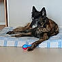 dog, canine, pet, bed, mattress, toy, chew_toy, blue_red_toy, paw, fur, ears, muzzle, nose, relaxed, lying_down, indoor, floor, striped_bed, wall, portrait
