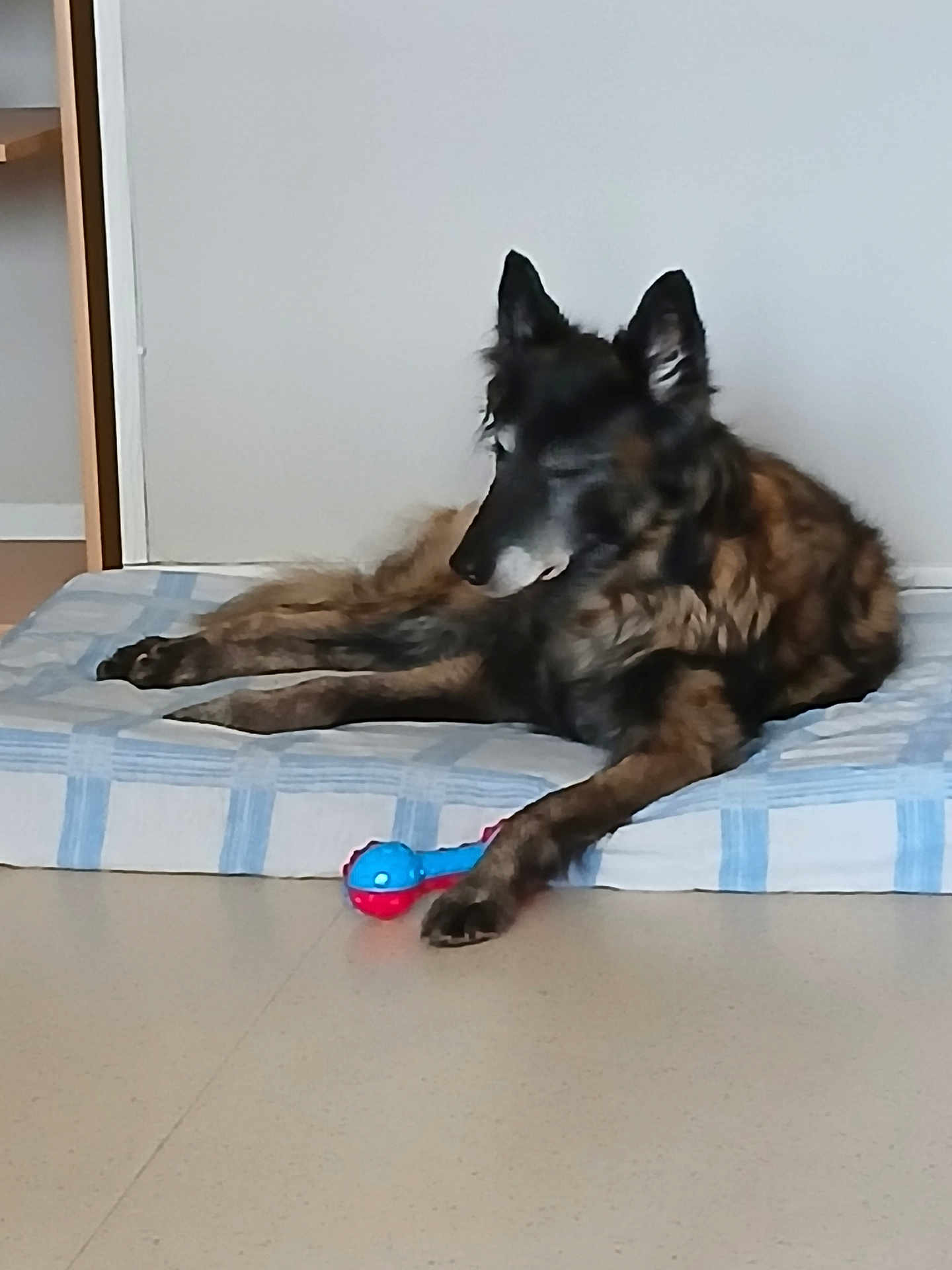 Gwen participe au concours pour gagner de l'argent avec cette photo : dog, canine, pet, bed, mattress, toy, chew_toy, blue_red_toy, paw, fur, ears, muzzle, nose, relaxed, lying_down, indoor, floor, striped_bed, wall, portrait