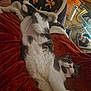 Mana a rejoint le concours — aidez-le/la à gagner de superbes lots ! cat, sleeping, relaxed, blanket, red_blanket, black_and_white_cat, furry, indoor, cozy, person, gingerbread_pattern, patterned_blanket, floor_tiles, glass_table, orange_chair, paw, whiskers, pink_nose, resting, comfort