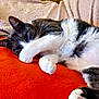 Mana a rejoint le concours — aidez-le/la à gagner de superbes lots ! cat, paw, orange_blanket, beige_blanket, mustard_chair, indoor, cozy, relaxed, feline, fur, white_paw, grey_fur, resting, cute, pet, animal, soft_texture, close_up, lying_down, comfortable