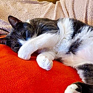Mana participe au concours pour gagner de l'argent avec cette photo : cat, paw, orange_blanket, beige_blanket, mustard_chair, indoor, cozy, relaxed, feline, fur, white_paw, grey_fur, resting, cute, pet, animal, soft_texture, close_up, lying_down, comfortable