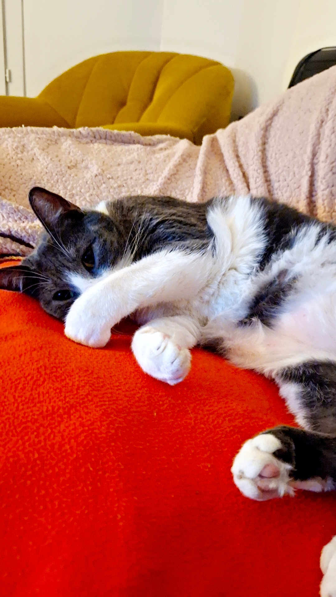Mana participe au concours pour gagner de l'argent avec cette photo : cat, paw, orange_blanket, beige_blanket, mustard_chair, indoor, cozy, relaxed, feline, fur, white_paw, grey_fur, resting, cute, pet, animal, soft_texture, close_up, lying_down, comfortable