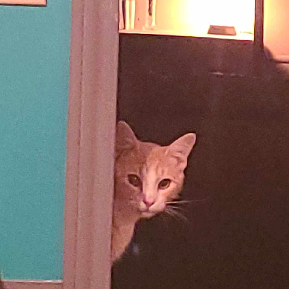 Opie joined the competition — help win amazing prizes! cat, door, peeking, flower_vase, flower, light, wall_switch, door_frame, indoor, curious, orange_cat, pet, animal, feline, home, shadow, wall, interior, room, text_overlay