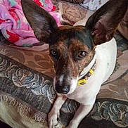 Marty is registered to the contest to win money with this photo: dog, pet, animal, ears, brown, white, blanket, fleece, indoor, resting, curious, closeup, canine, collar, bed, patterned, cute, looking, paw, fur