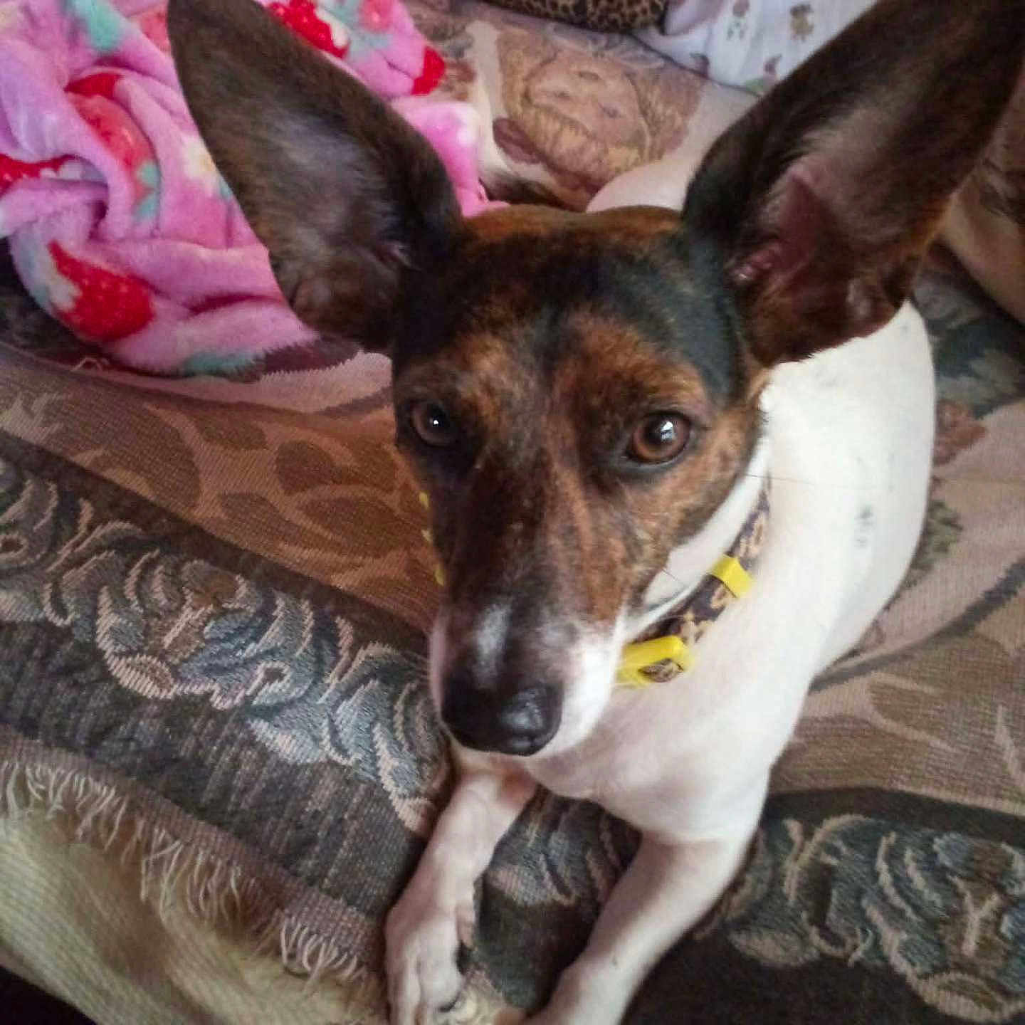 Marty is registered to the contest to win money with this photo: dog, pet, animal, ears, brown, white, blanket, fleece, indoor, resting, curious, closeup, canine, collar, bed, patterned, cute, looking, paw, fur