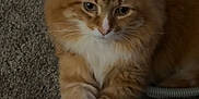 Phoenix is registered to the contest to win money with this photo: animal, basket_chair, carpet, cat, cute, domestic_cat, ears, face, feline, fluffy, fur, indoor, mammal, orange_cat, paws, pet, relaxed, resting, whiskers, white_paws