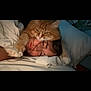 Phoenix joined the competition — help win amazing prizes! animal, bed, blanket, cat, comfort, cozy, cuddle, cute, face, feline, fur, home, indoor, orange_cat, person, pet, pillow, relaxation, resting, sleeping