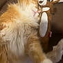 Phoenix is registered to the contest to win money with this photo: brown, cat, close_up, companion, couch, cozy, cute, feline, fluffy, indoor, nap, orange_cat, paw, pet, relaxed, sleeping, soft, stuffed_animal, toy, white_fur