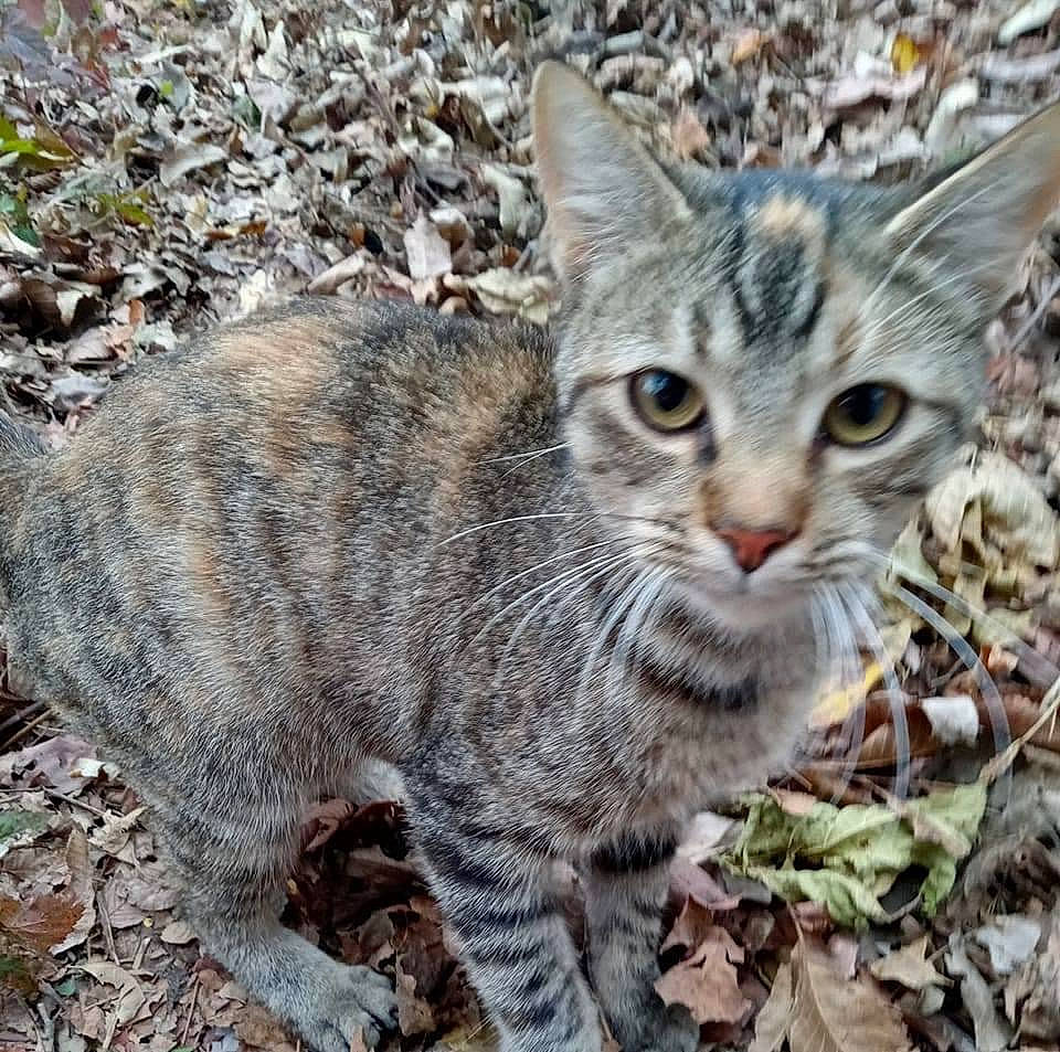 Dot joined the competition — help win amazing prizes! carnivore, cat, domestic_short_haired_cat, felidae, fur, grass, groundcover, organism, paw, small_to_medium_sized_cats, snout, terrestrial_animal, tree, whiskers, wildlife