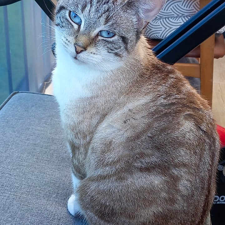 Paquita