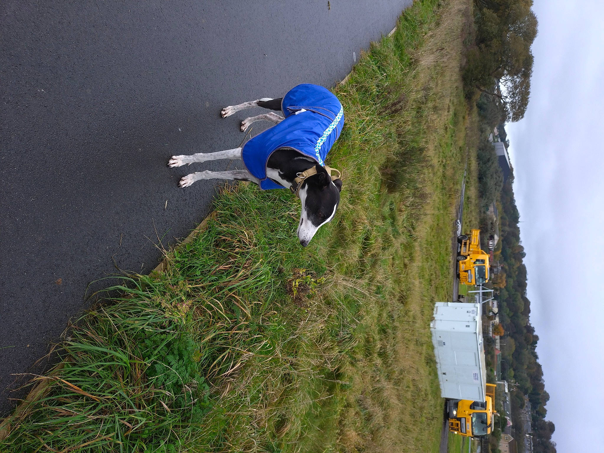 Leo joined the competition — help win amazing prizes! adventure, aerial_photography, biome, electric_blue, extreme_sport, fun, grass, landscape, leisure, mountain, nature, plant, recreation, shadow, sky, slope, travel, tree, water