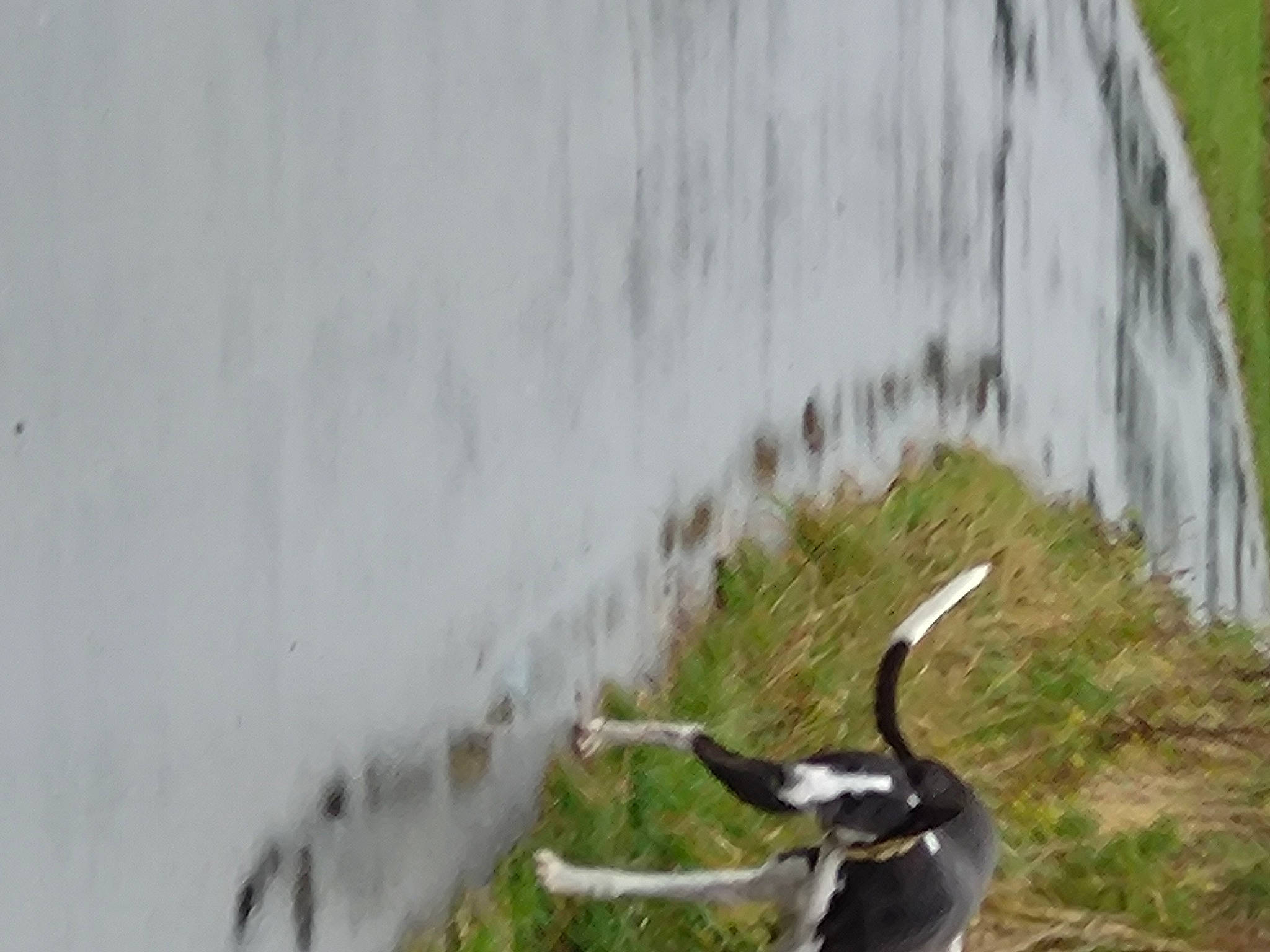 Leo joined the competition — help win amazing prizes! beak, carnivore, companion_dog, dog, dog_breed, grass, plant, tail, terrestrial_animal, water, water_feature, waterfall