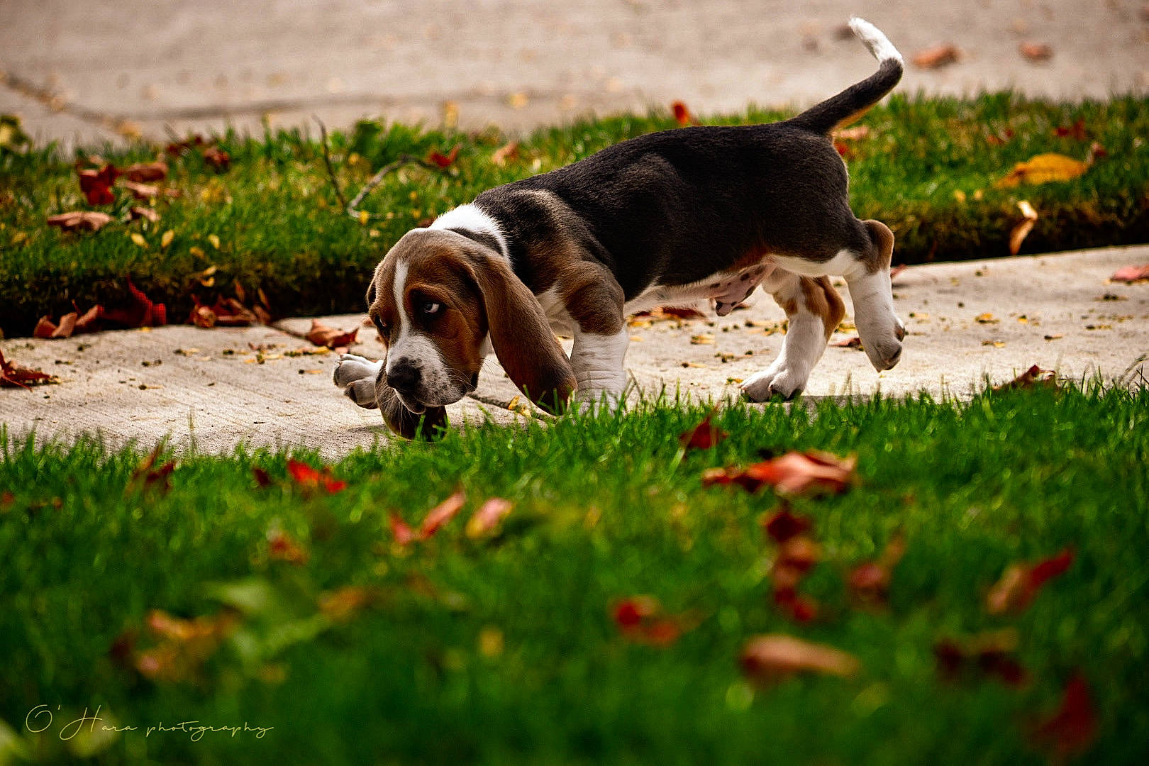 Blu joined the competition — help win amazing prizes! autumn, basset_hound, beagle, beagle_harrier, carnivore, companion_dog, dog, dog_breed, grass, groundcover, hound, hunting_dog, lawn, leisure, people_in_nature, plant, scent_hound, sporting_group, tail, terrestrial_animal