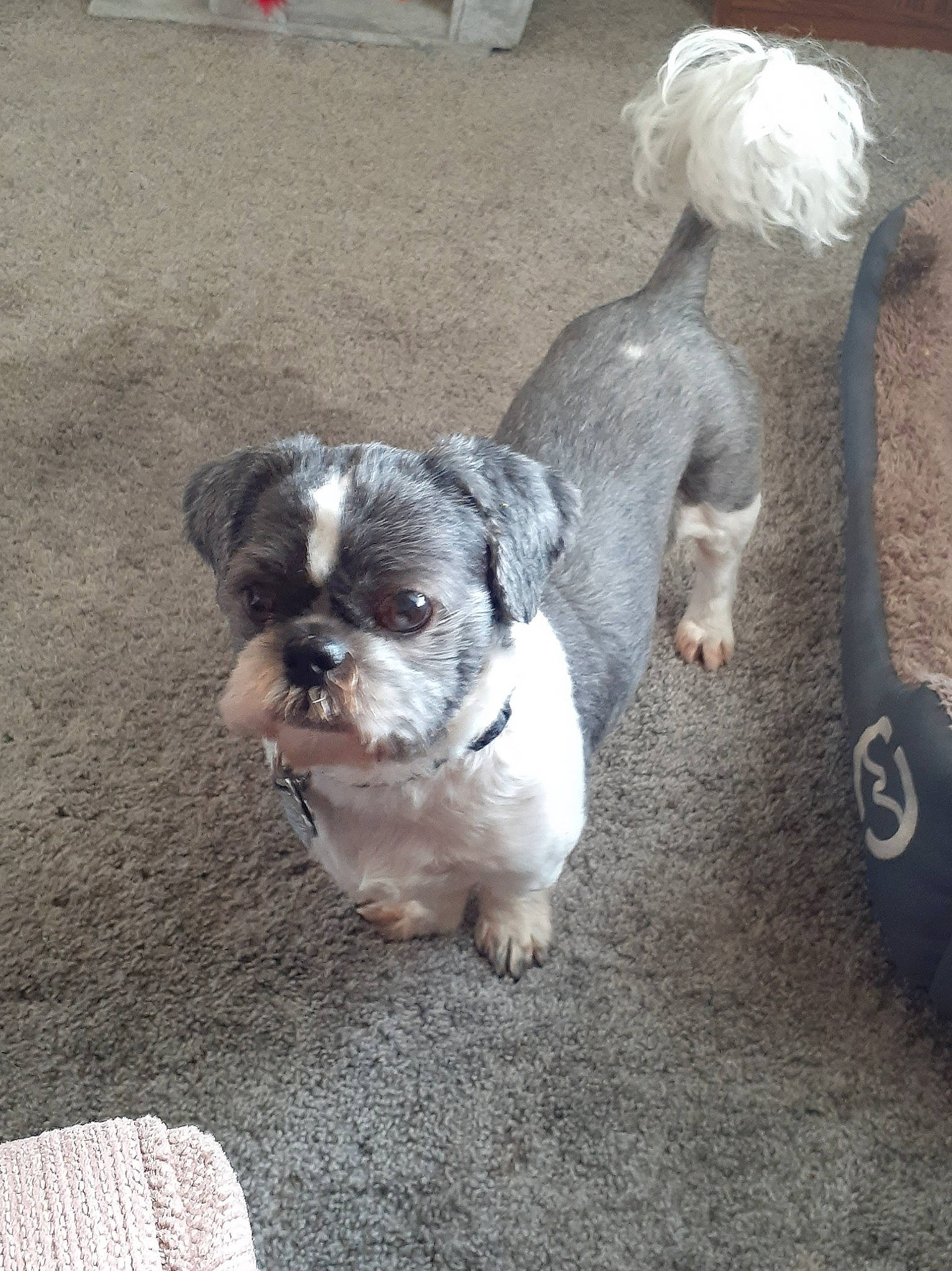 Tippy joined the competition — help win amazing prizes! ancient_dog_breeds, canidae, carnivore, companion_dog, dog, dog_breed, fawn, fur, non_sporting_group, puppy, puppy_love, road_surface, small_terrier, soil, tail, terrestrial_animal, terrier, toy_dog, whiskers, working_animal