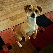 Gracie joined the competition — help win amazing prizes! dog, small_dog, tan_dog, pet, indoor, carpet, rug, wood_floor, curious, ears, sitting, looking, animal, cute, companion, domestic, fur, canine, flooring, household