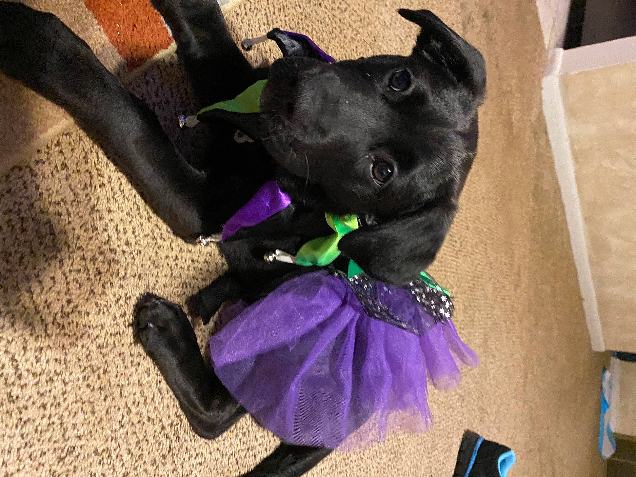 Bella is registered to the contest to win money with this photo: canidae, carnivore, collar, costume, dog, dog_breed, dog_collar, fawn, non_sporting_group, purple, schipperke, snout, sporting_group