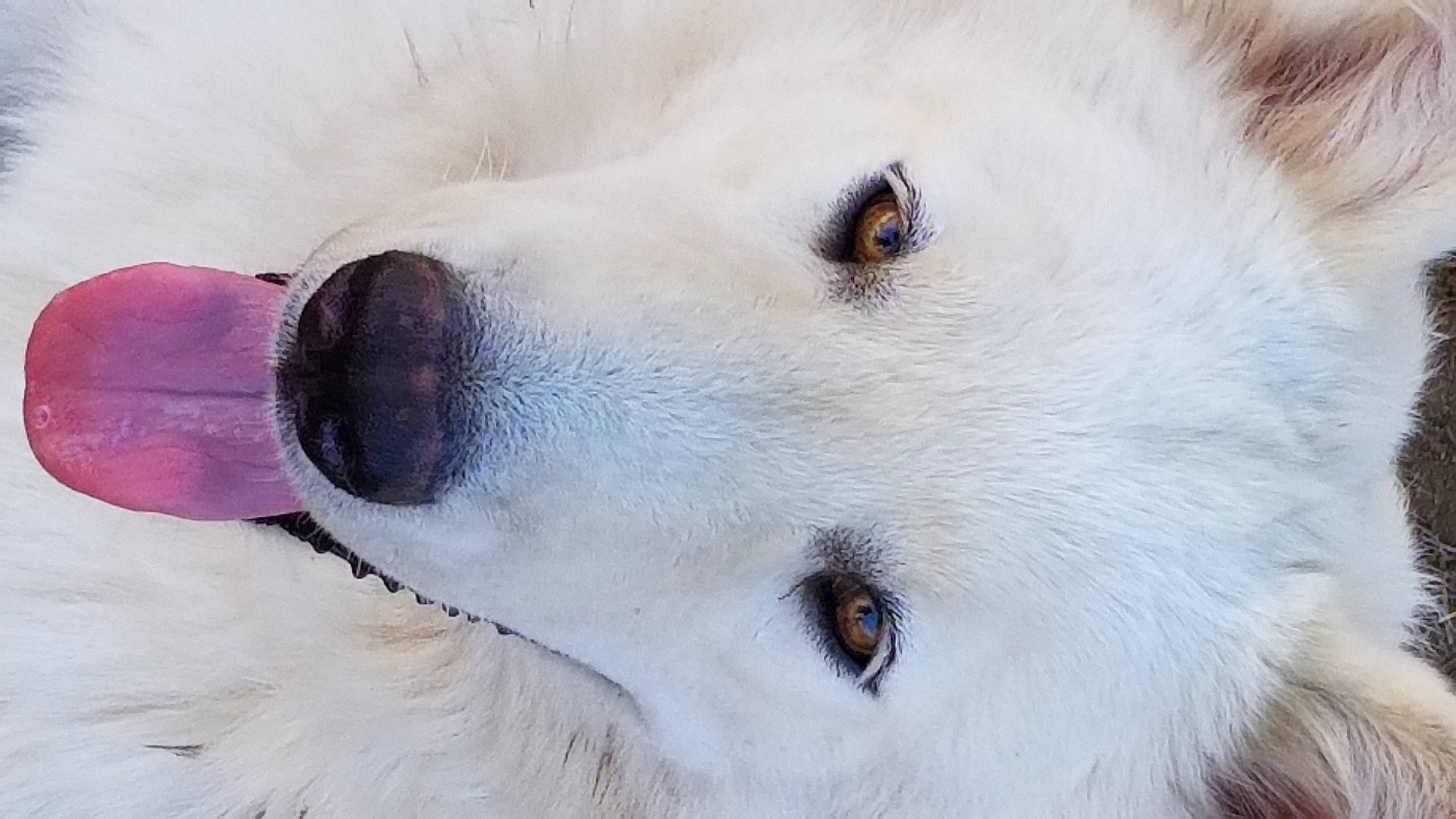 Avalanche is registered to the contest to win money with this photo: akbash_dog, american_eskimo_dog, canidae, carnivore, dog, dog_breed, great_pyrenees, korean_jindo_dog, kuvasz, livestock_guardian_dog, mammal, maremma_sheepdog, nose, polish_tatra_sheepdog, rare_breed_dog, slovak_cuvac, snout, vertebrate, white_shepherd