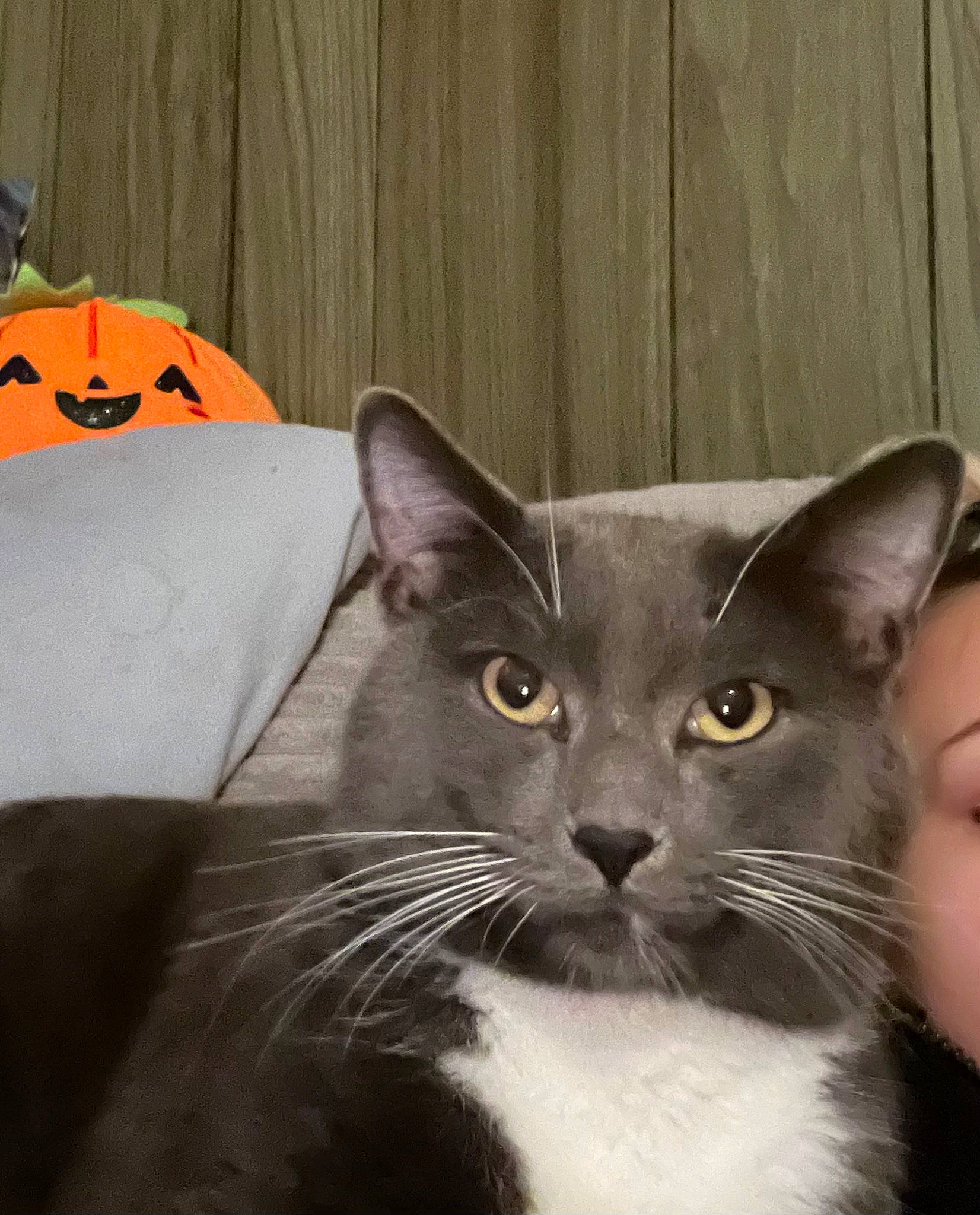 Dopey is registered to the contest to win money with this photo: calabaza, carnivore, cat, domestic_short_haired_cat, felidae, fur, paper_product, pumpkin, small_to_medium_sized_cats, snout, whiskers