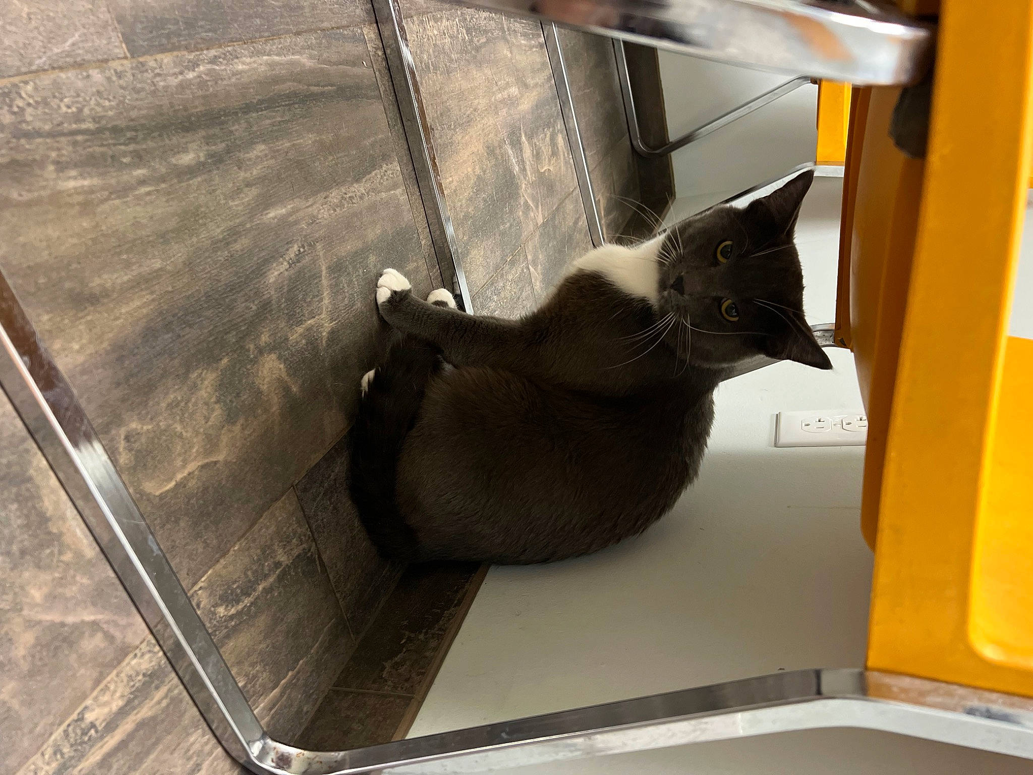 Dopey joined the competition — help win amazing prizes! carnivore, cat, comfort, felidae, fixture, flooring, hardwood, mammal, metal, room, shadow, small_to_medium_sized_cats, stairs, tail, whiskers, wood