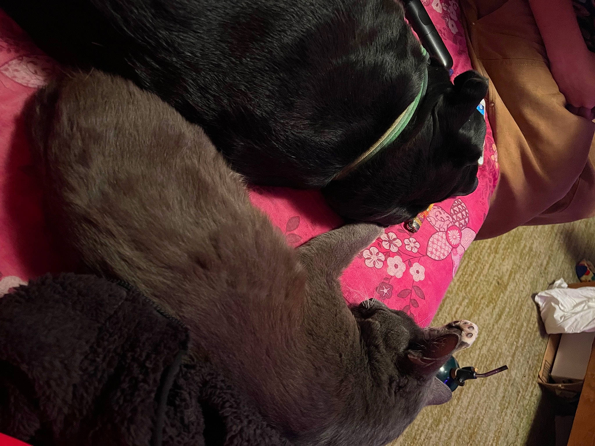 Dopey joined the competition — help win amazing prizes! canidae, carmine, carnivore, collar, comfort, companion_dog, dog, dog_breed, dog_collar, fawn, fur, human_leg, liver, magenta, natural_material, pet_supply, red, sporting_group, tail, working_animal