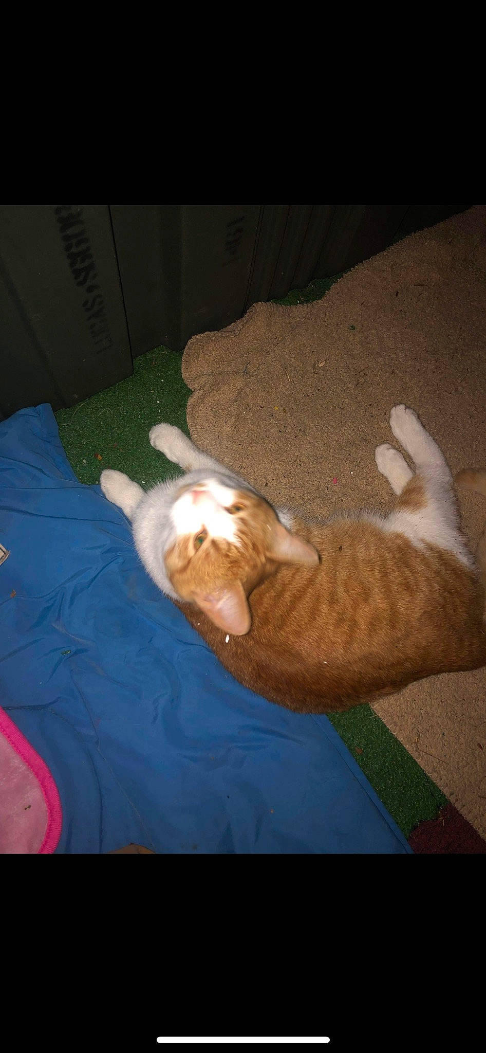 Mr. Biggles is registered to the contest to win money with this photo: brown, canidae, carnivore, cat, comfort, dog_breed, domestic_short_haired_cat, fawn, felidae, fur, hardwood, linens, paw, room, small_to_medium_sized_cats, snout, sporting_group, tail, whiskers, wood