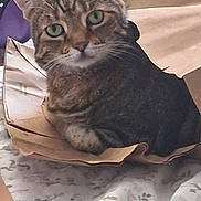 Sheba is registered to the contest to win money with this photo: cat, tabby_cat, pet, animal, feline, green_eyes, whiskers, striped_fur, sitting, cardboard_box, indoors, blanket, home, portrait, closeup, alert, calm, brown_fur, cute, photography