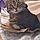 Sheba