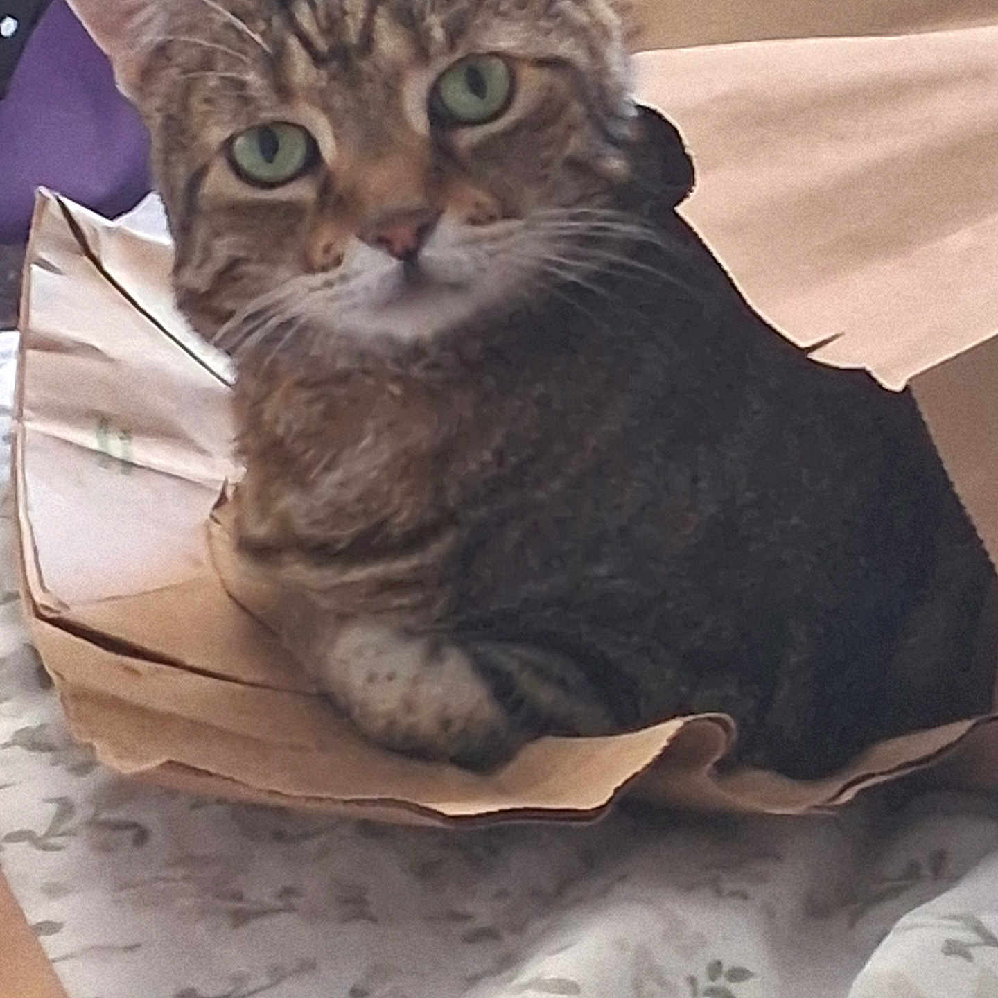 Sheba
