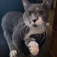 Butternut joined the competition — help win amazing prizes! cat, grey_cat, white_paws, chair, carpet, indoor, pet, feline, whiskers, paw, curious, closeup, domestic_cat, cat_face, fur, animal, pet_indoor, home, looking, reaching